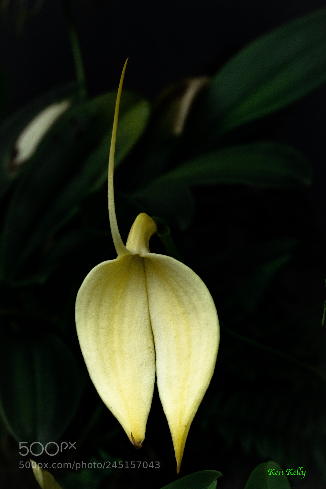 Canon EOS 7D Mark II sample photo. Exotic orchid photography