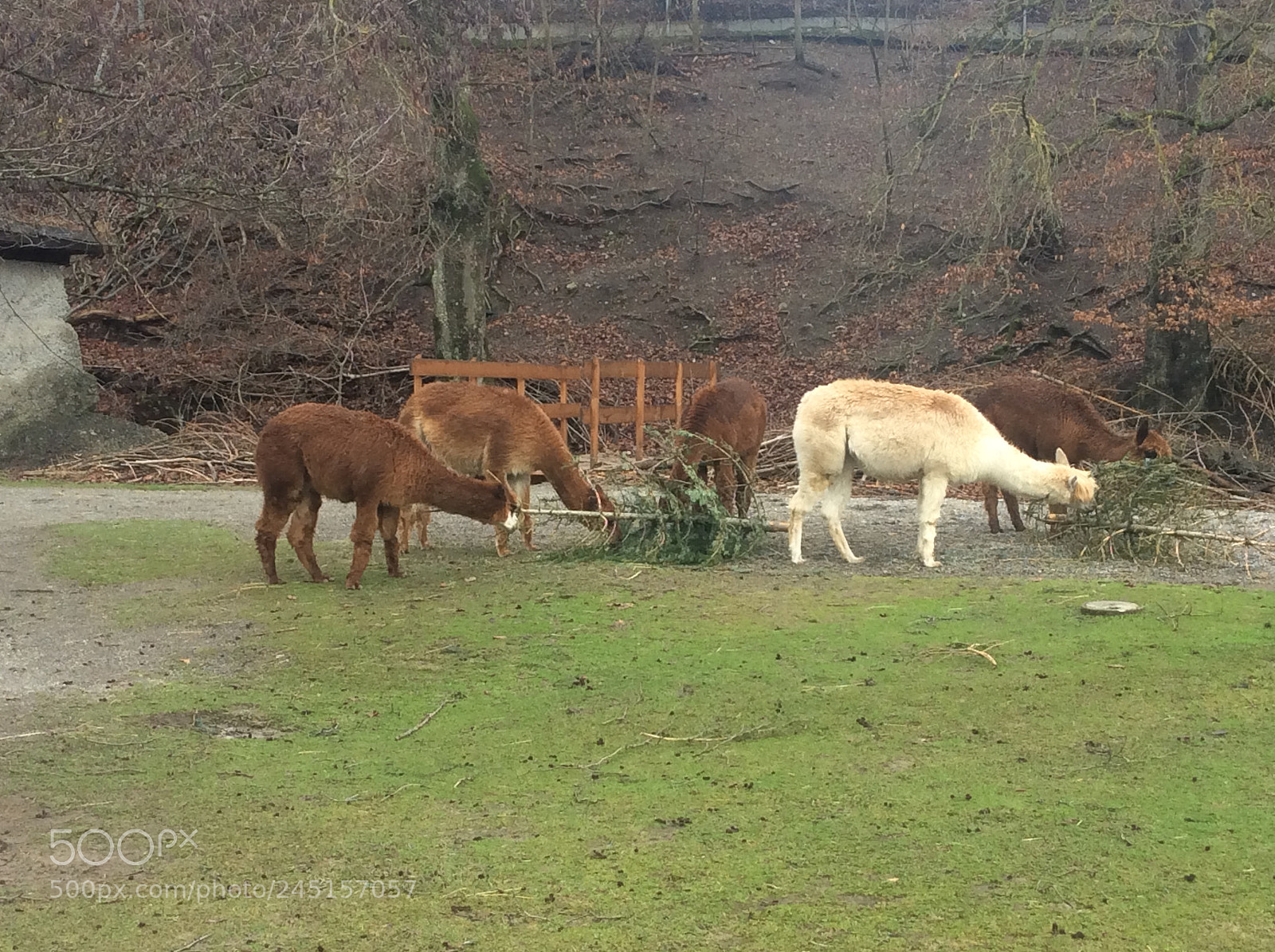 Apple iPad Air sample photo. Tierpark bern - berne photography