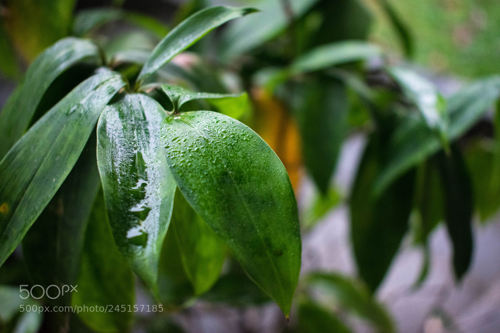 Nikon D3400 sample photo. Generic leaf #1 photography