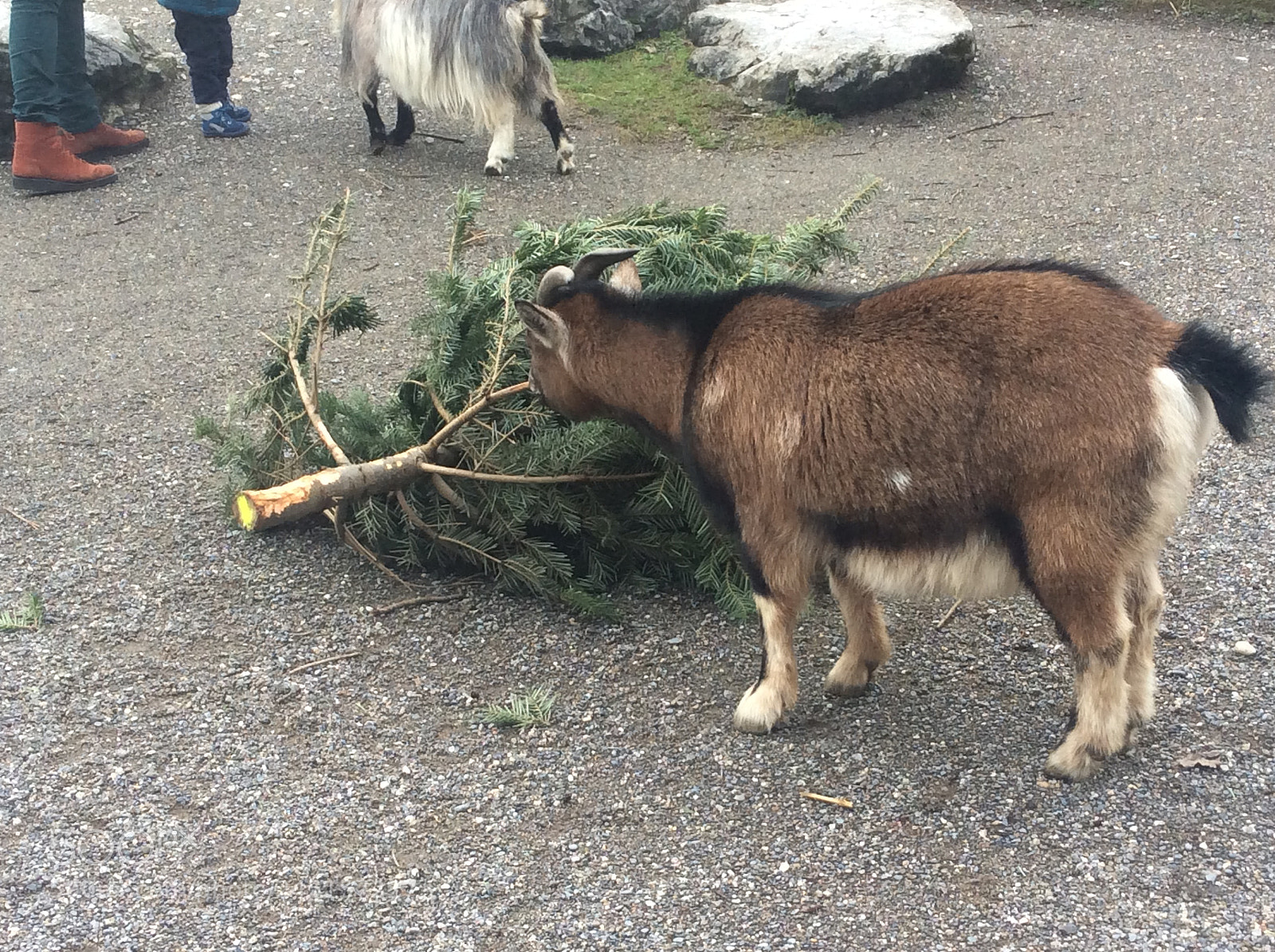 Apple iPad Air sample photo. Tierpark bern - berne photography
