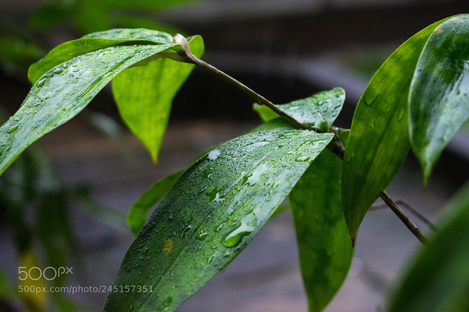 Nikon D3400 sample photo. Generic leaf #2 photography