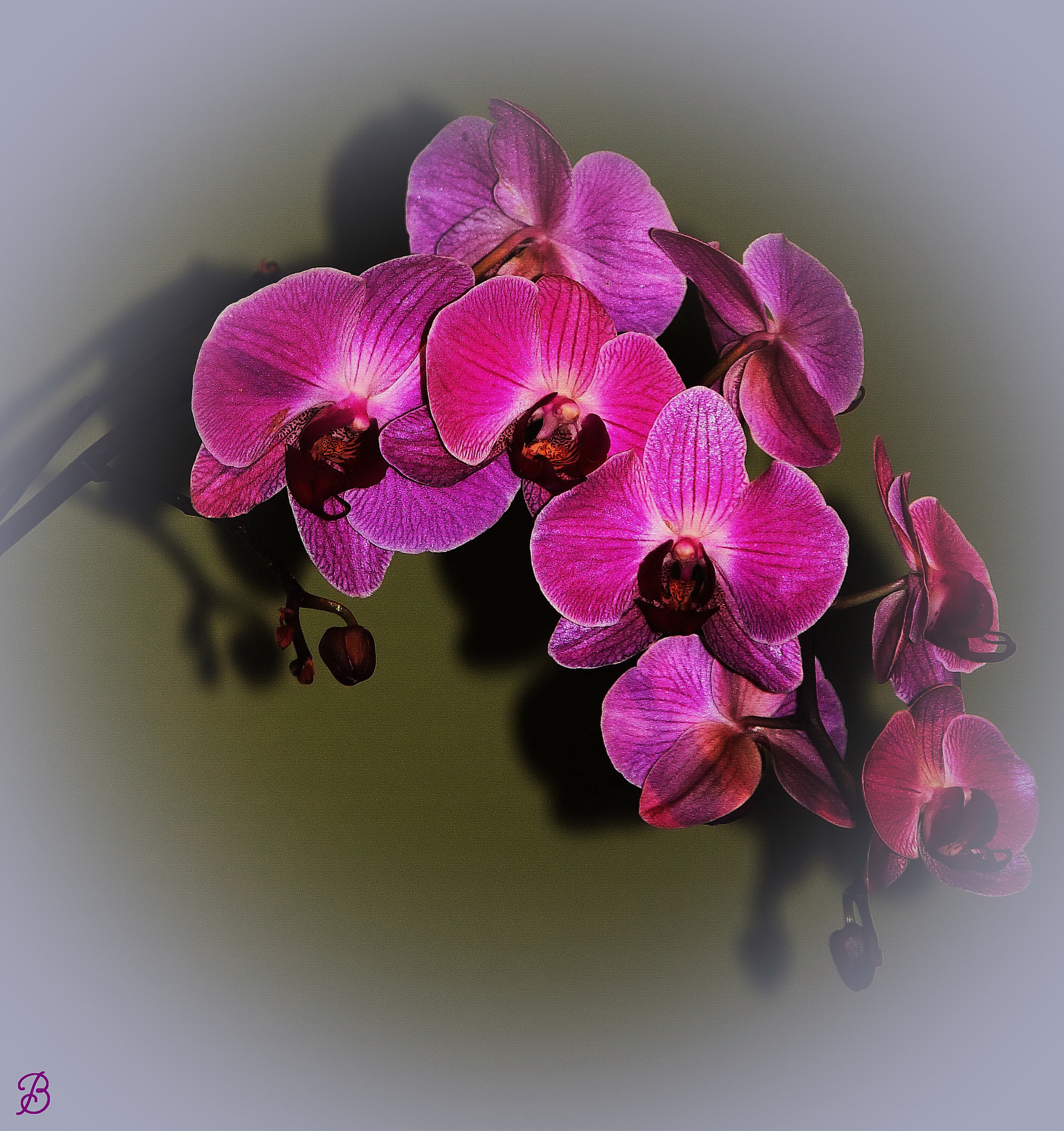 Canon EF-S 55-250mm F4-5.6 IS sample photo. Shadowed photography