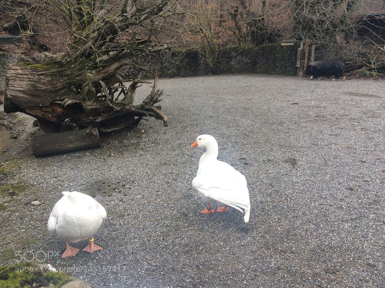Apple iPad Air sample photo. Tierpark bern - berne photography