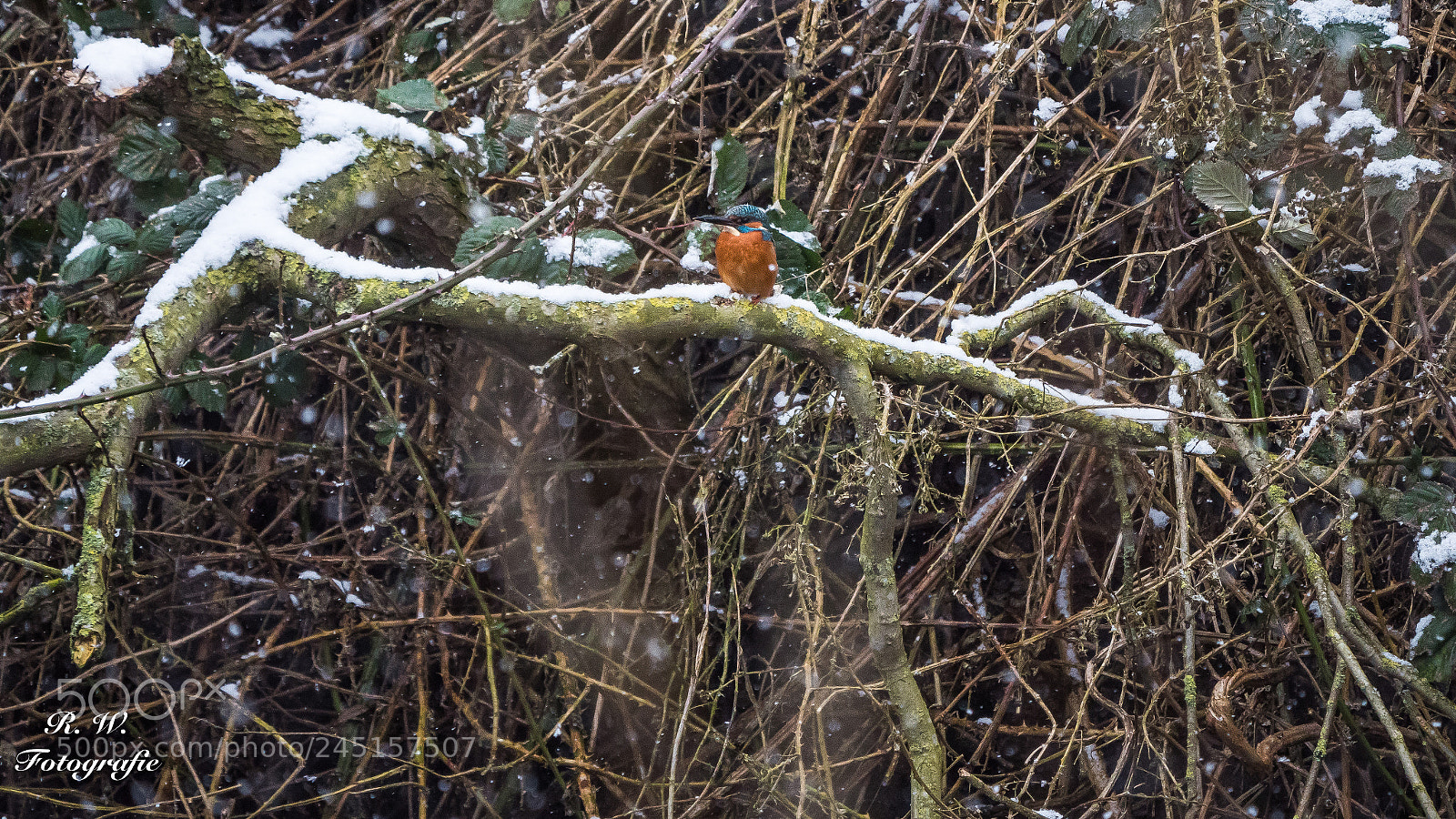 Panasonic Lumix DC-G9 sample photo. Eisvogel / kingfisher photography