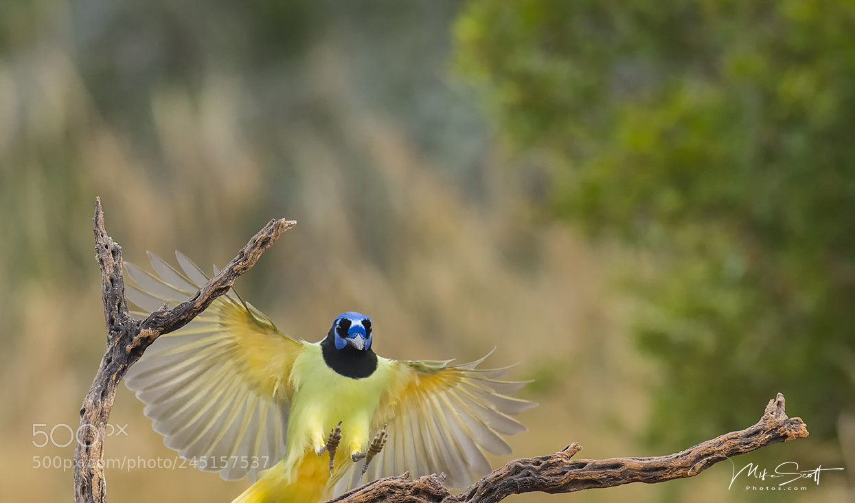 Nikon D500 sample photo. Green jay photography