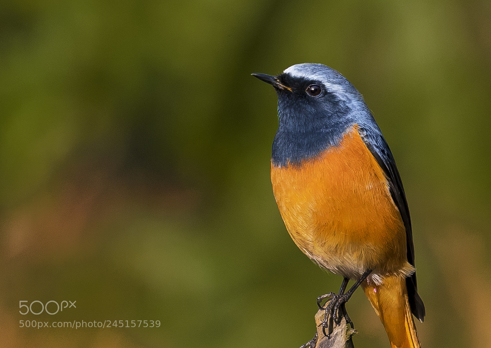Nikon D7500 sample photo. Blue fronted redstart photography