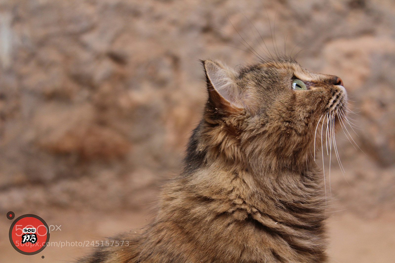 Canon EOS 1200D (EOS Rebel T5 / EOS Kiss X70 / EOS Hi) sample photo. Lion photography