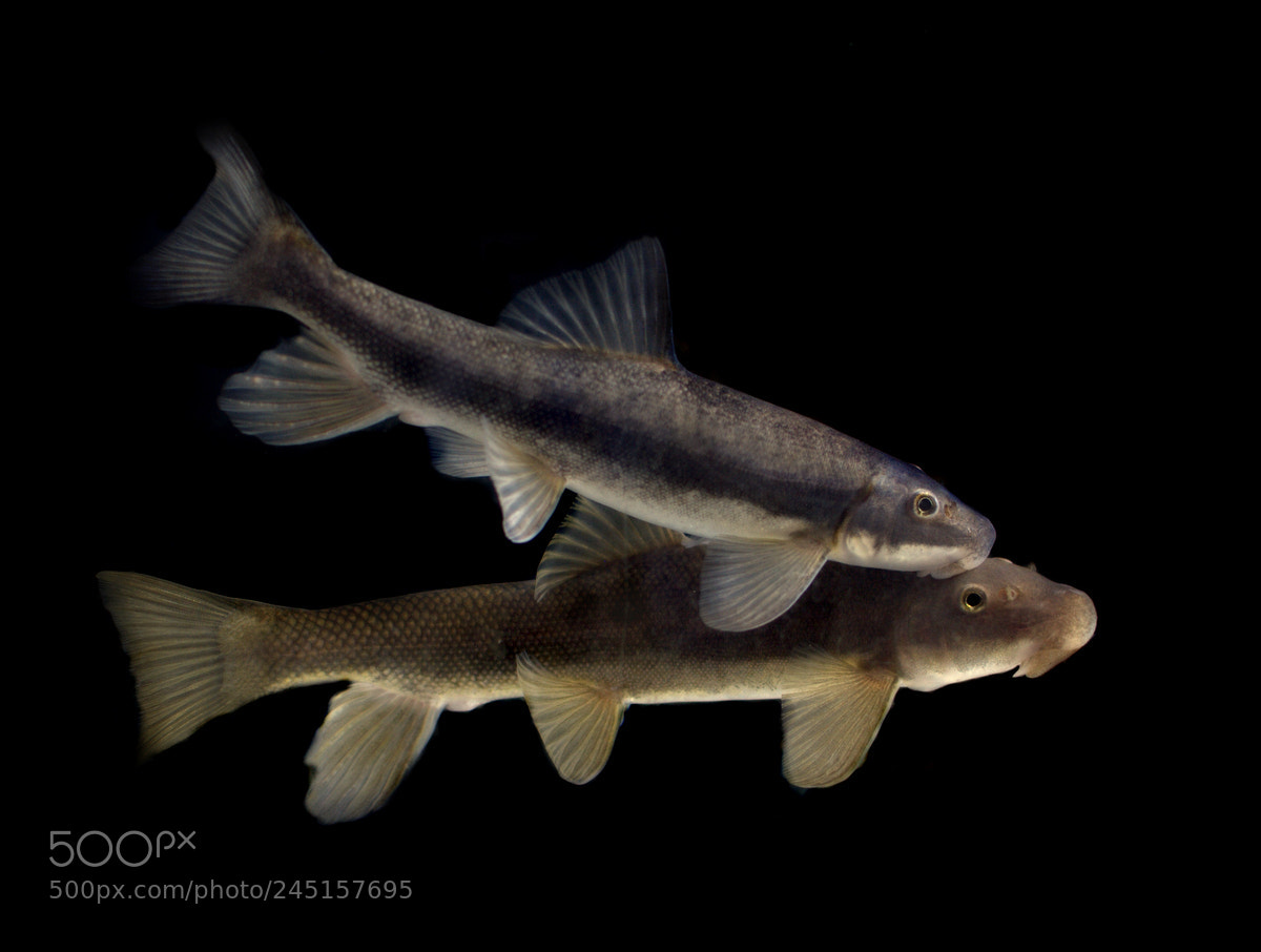 Nikon D3000 sample photo. Sucker fish photography