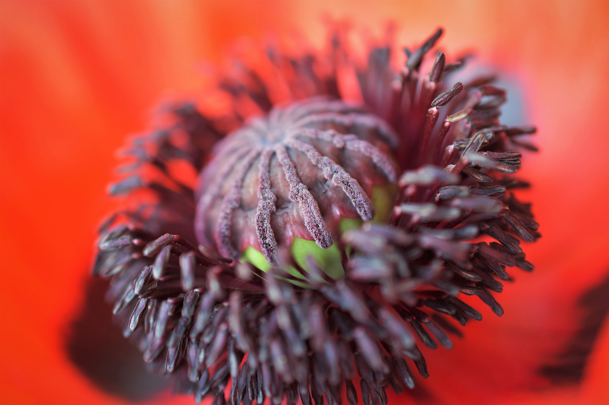 Nikon AF-S DX Micro Nikkor 40mm F2.8 sample photo. Inside poppy photography