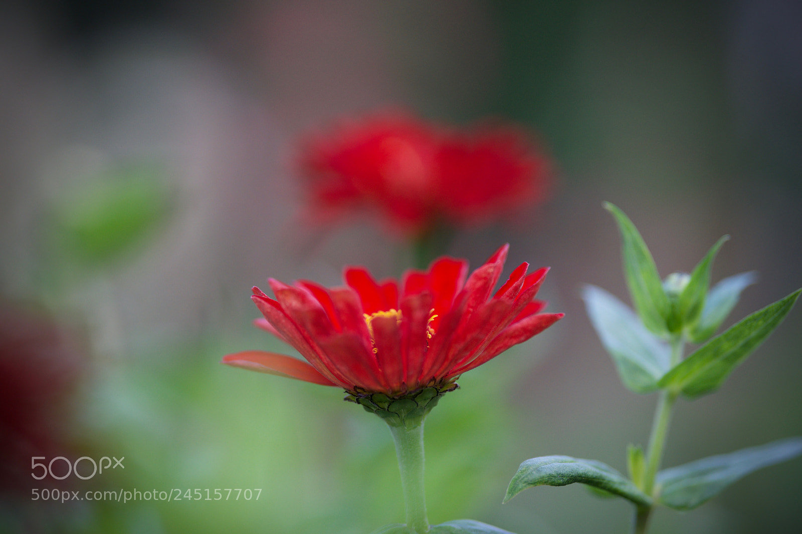 Sony a7 sample photo. A touch of red photography