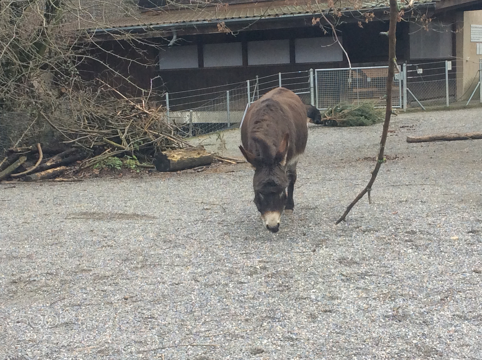Apple iPad Air sample photo. Tierpark bern - berne photography