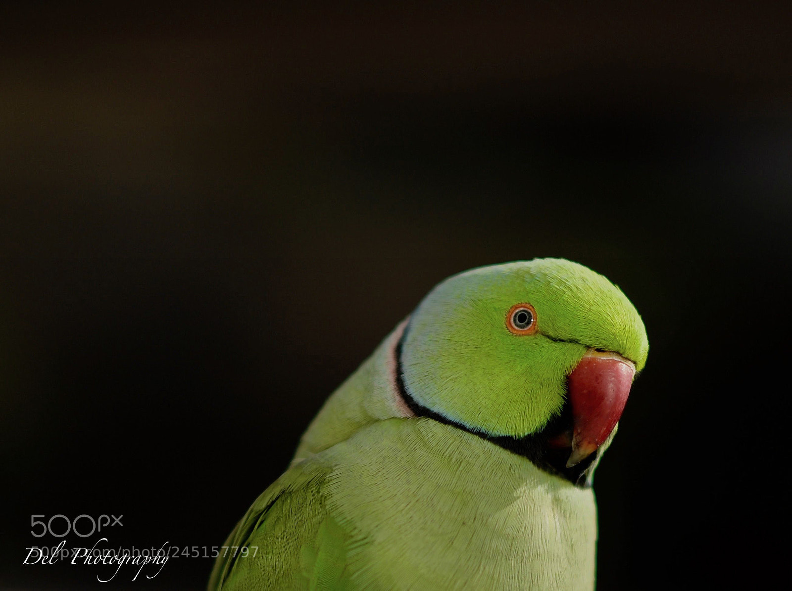 Nikon D5 sample photo. Greenish photography