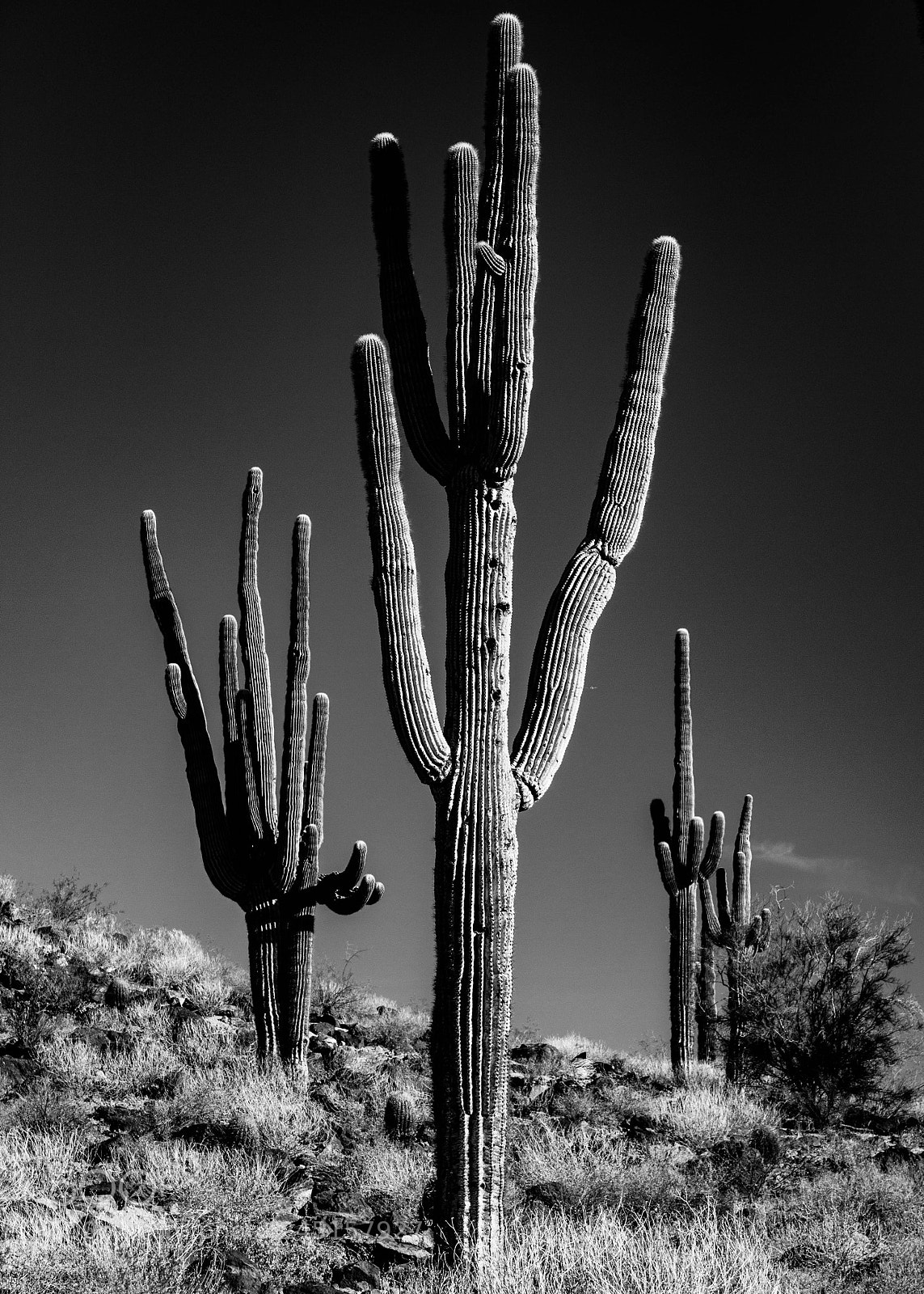 Canon EOS 600D (Rebel EOS T3i / EOS Kiss X5) sample photo. Saguaros photography