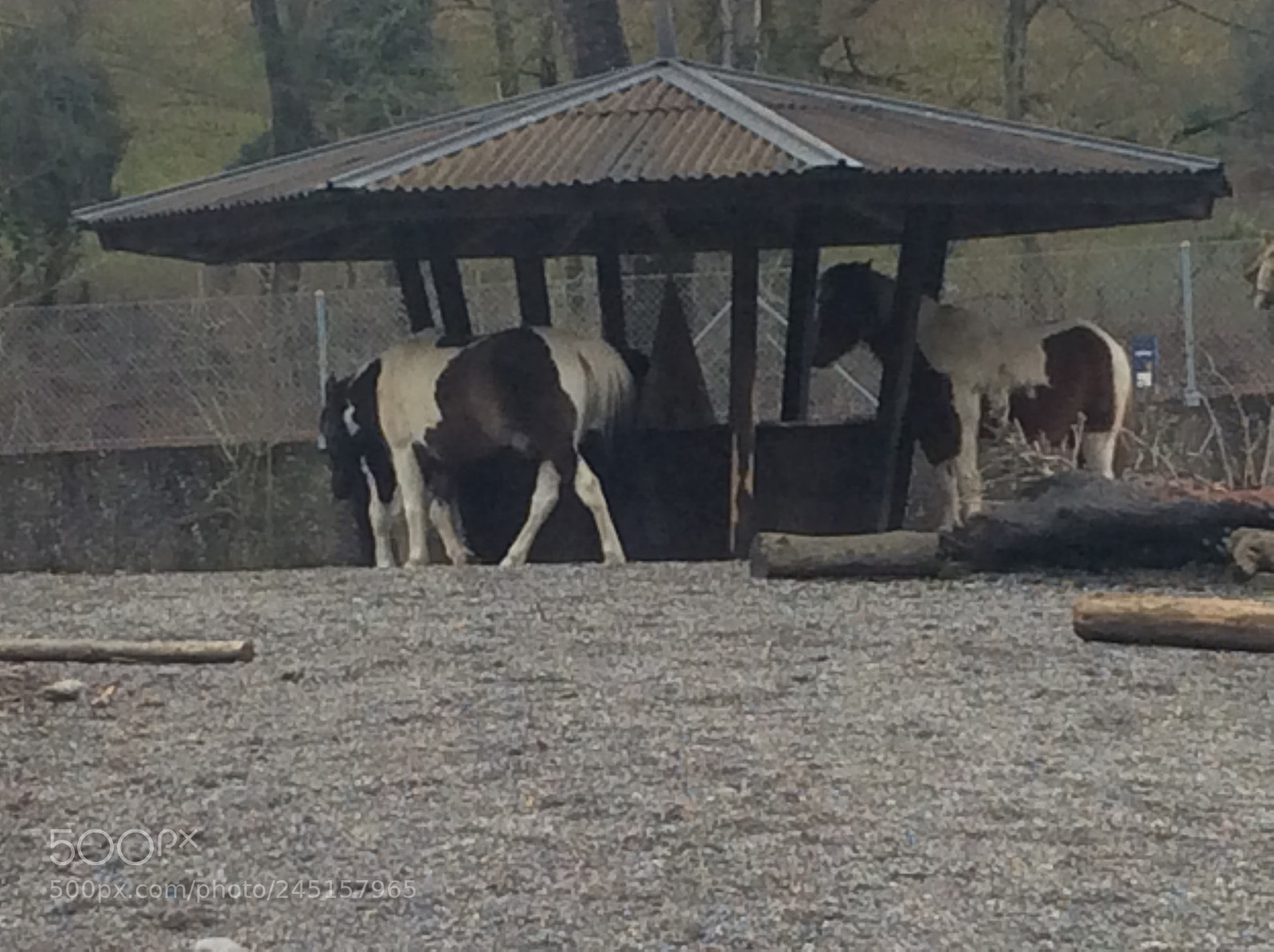 Apple iPad Air sample photo. Tierpark bern - berne photography