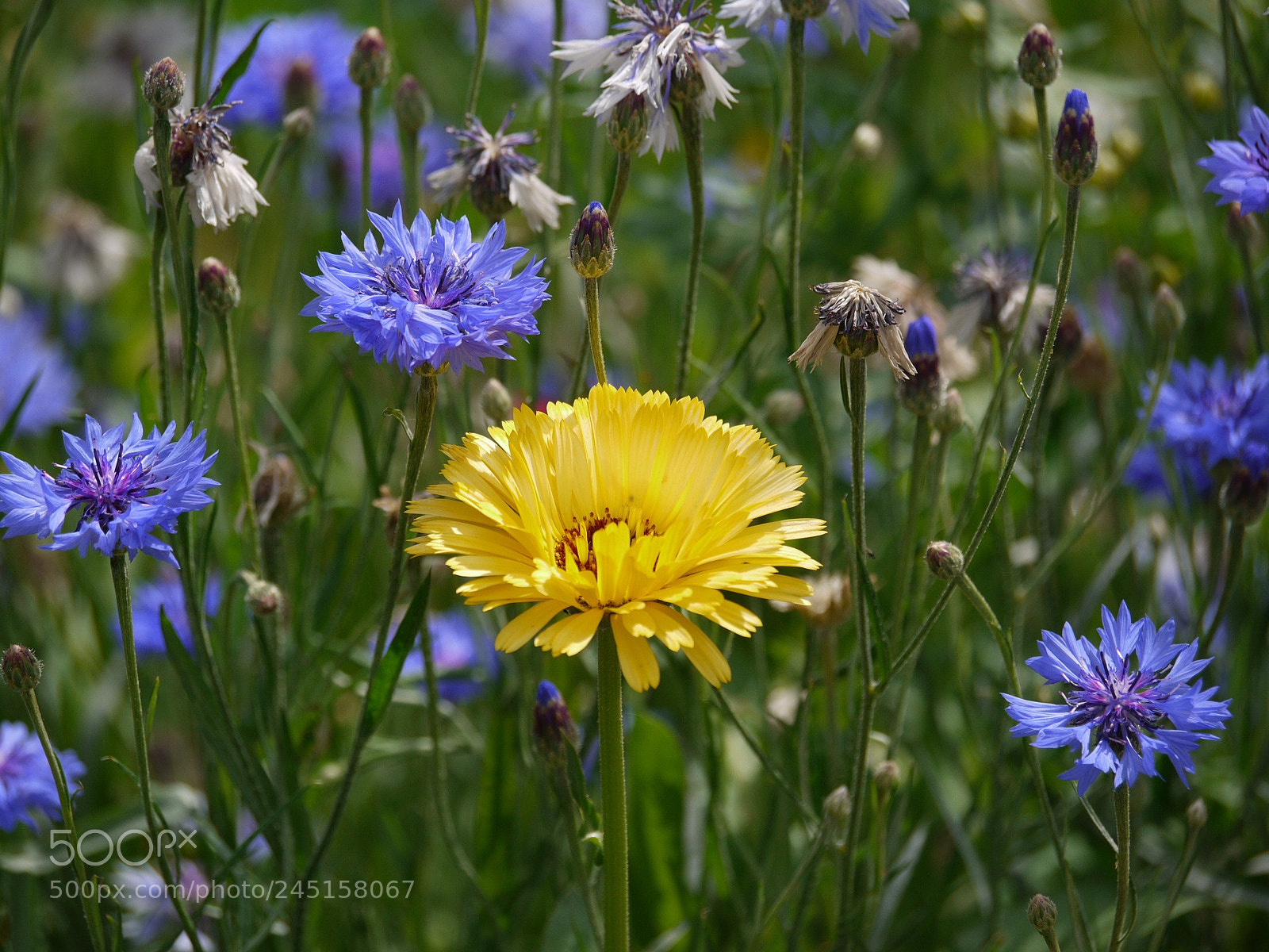 Panasonic Lumix DMC-G1 sample photo. Marigold photography