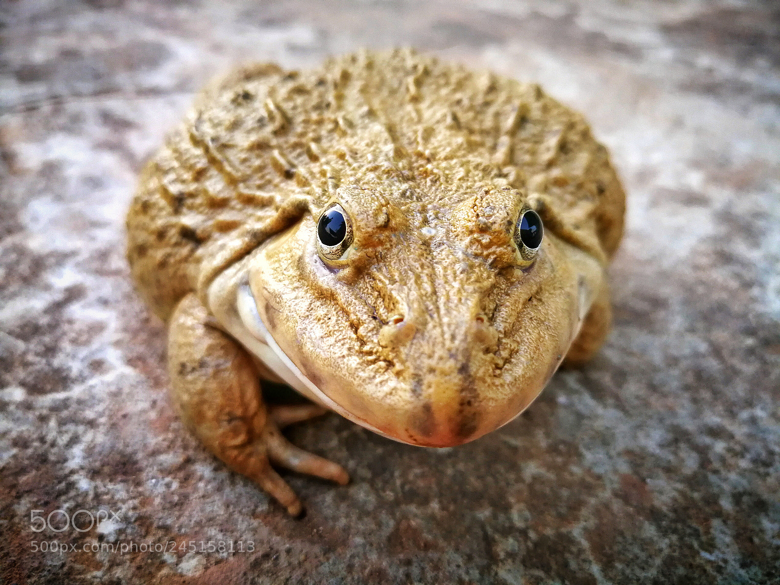 HUAWEI P10 Plus sample photo. Fat frog photography