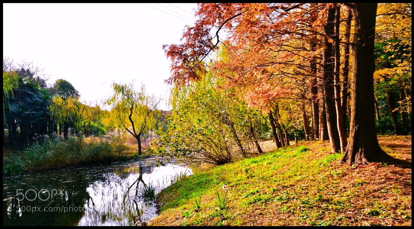 Nikon D5500 sample photo. Autumn 11 photography