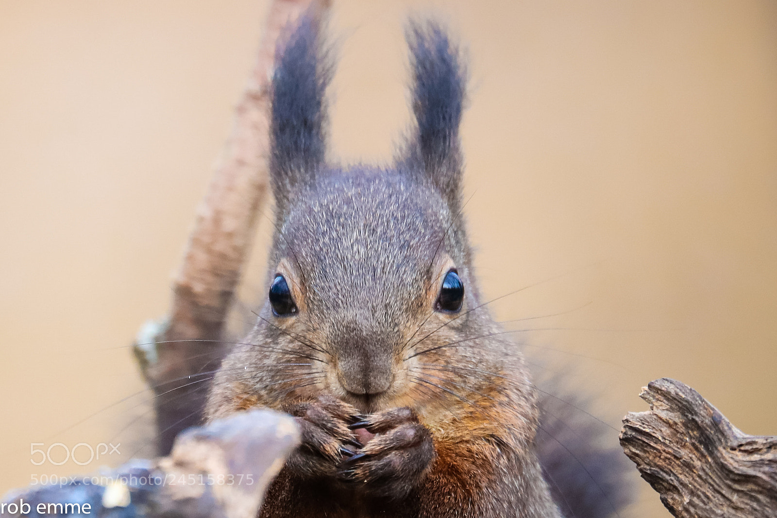 Canon EOS-1D X Mark II sample photo. Squirrel portrait photography