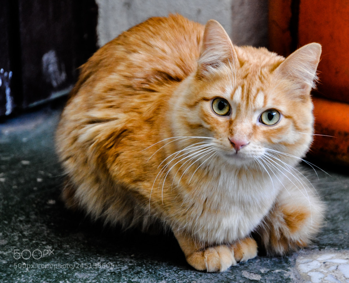 Nikon D90 sample photo. Cat in spain photography