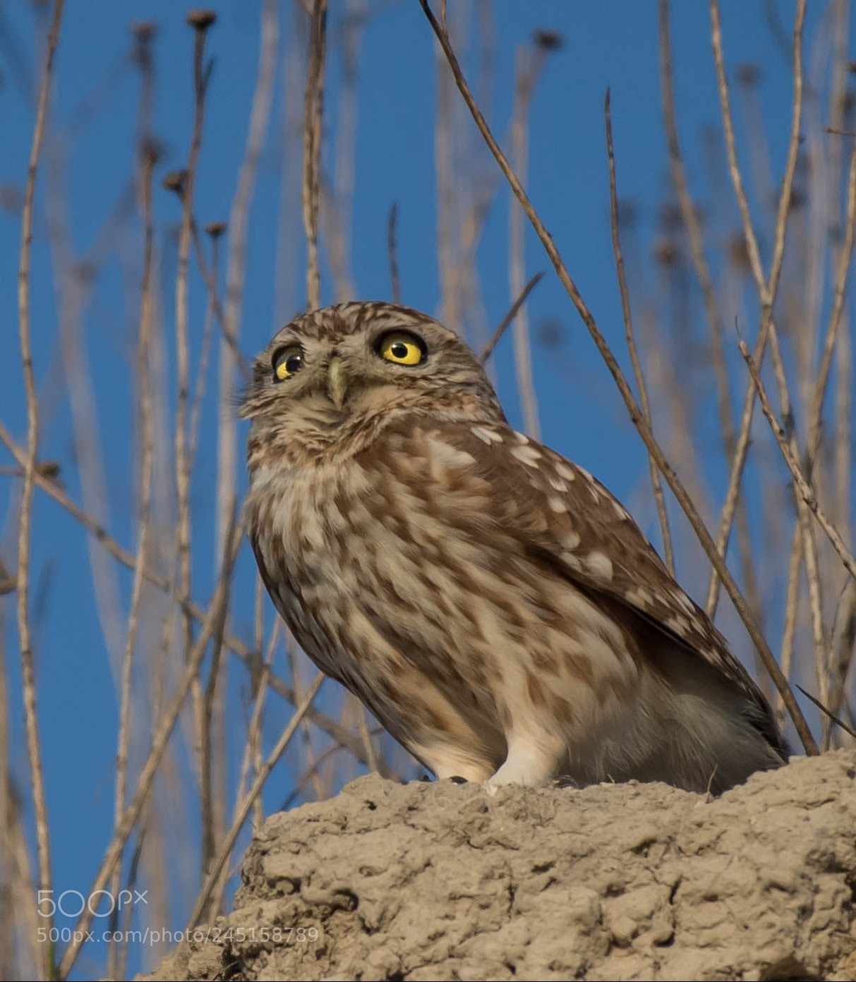 Nikon D5 sample photo. Owl photography