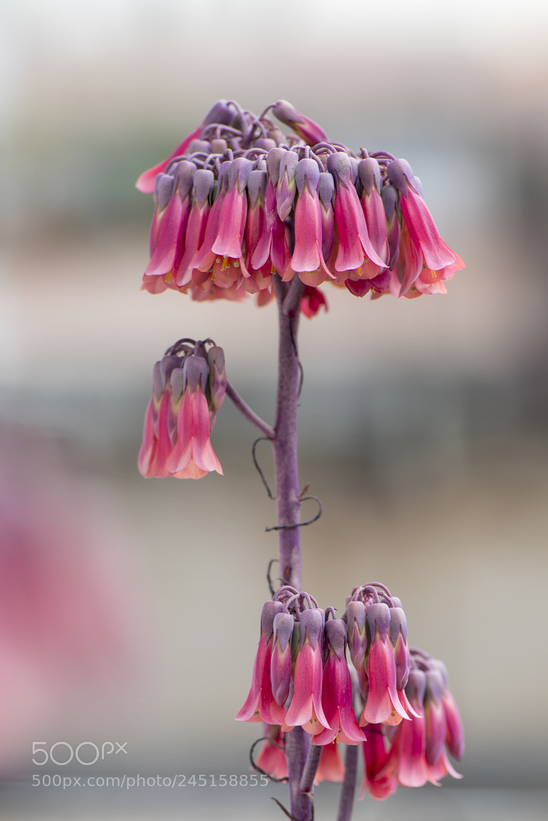 Nikon D810 sample photo. Untitled photography