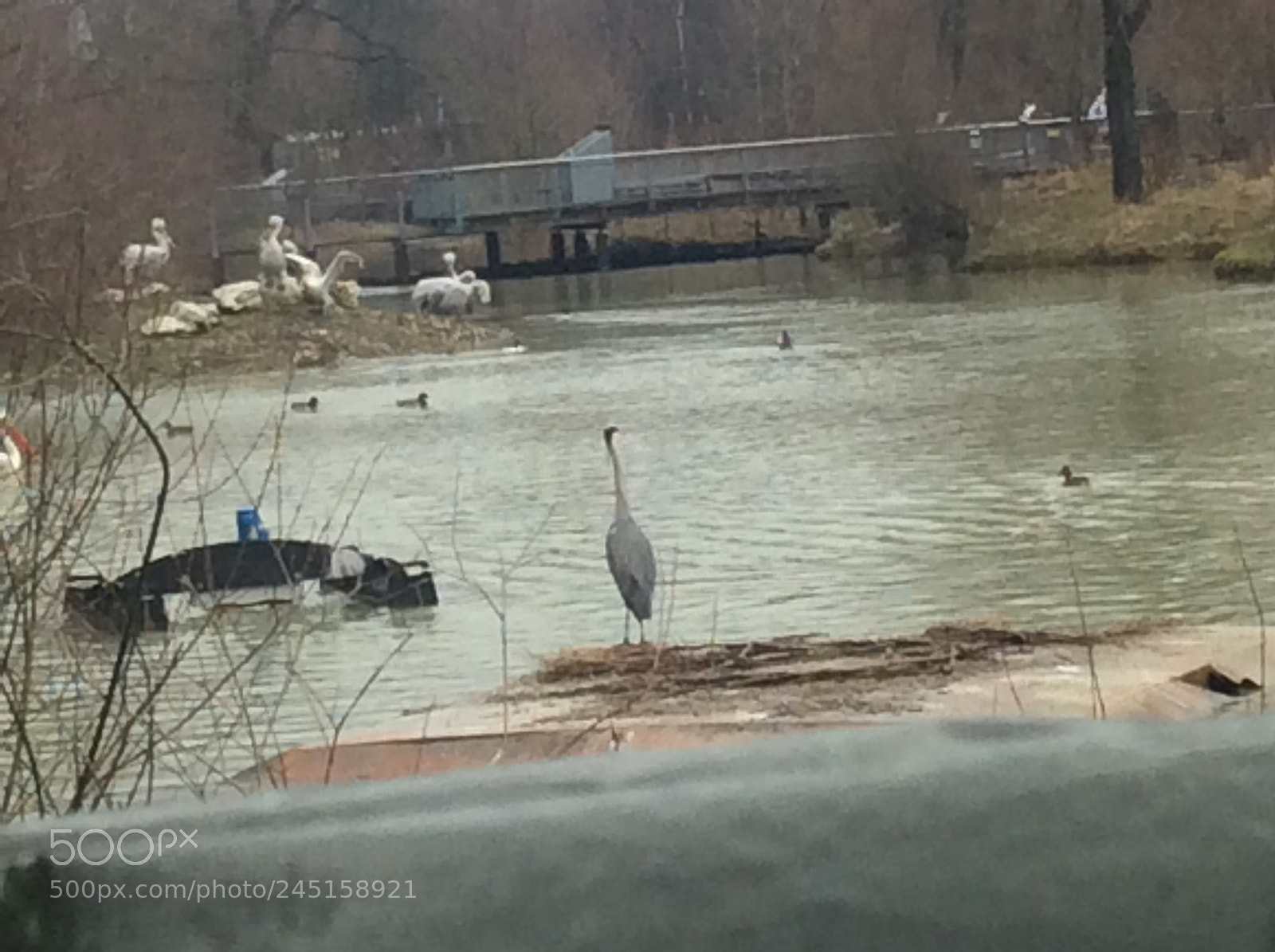 Apple iPad Air sample photo. Tierpark bern - berne photography