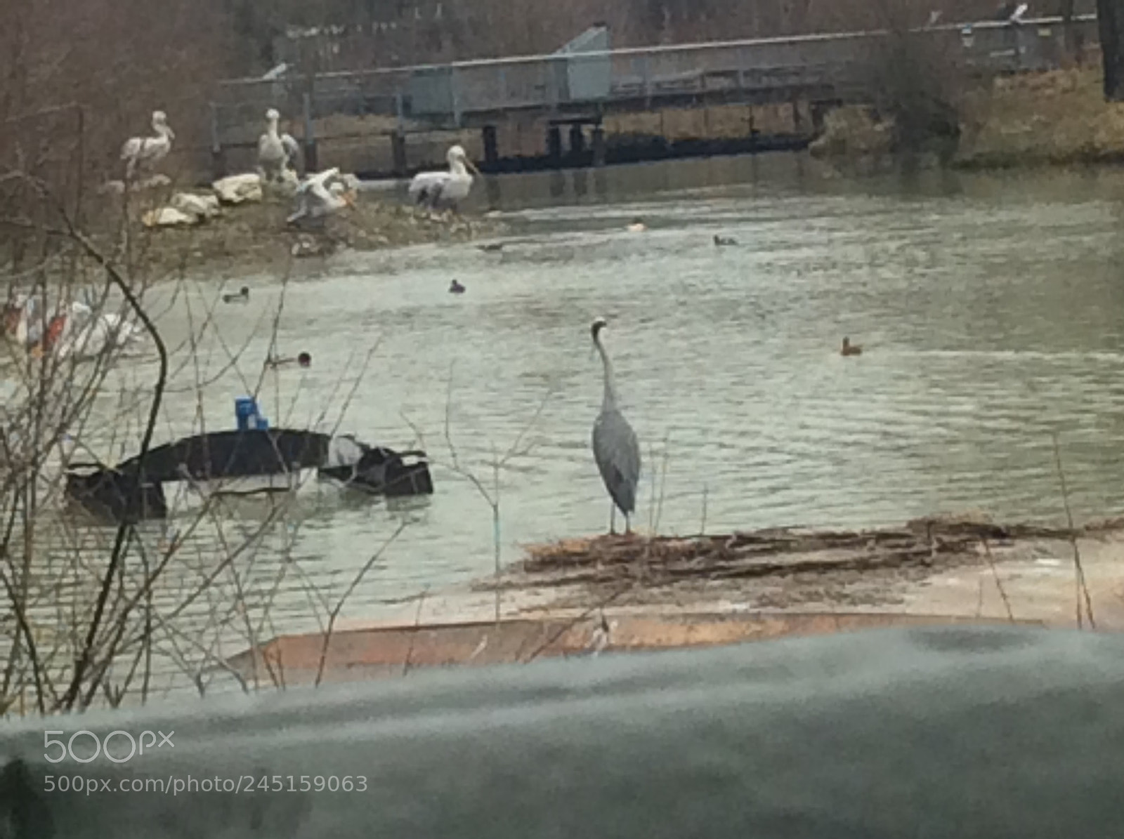 Apple iPad Air sample photo. Tierpark bern - berne photography