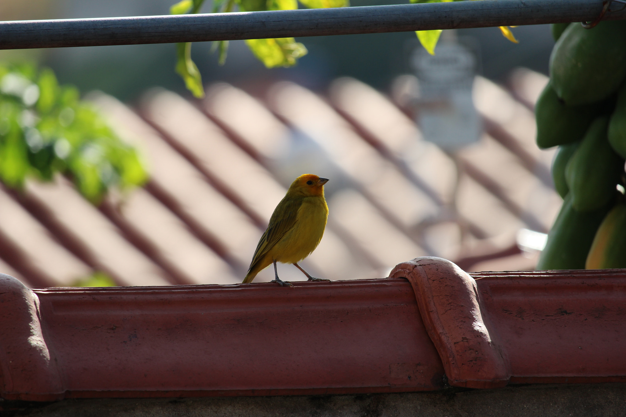 Canon EF-S 55-250mm F4-5.6 IS STM sample photo. Bab o photography
