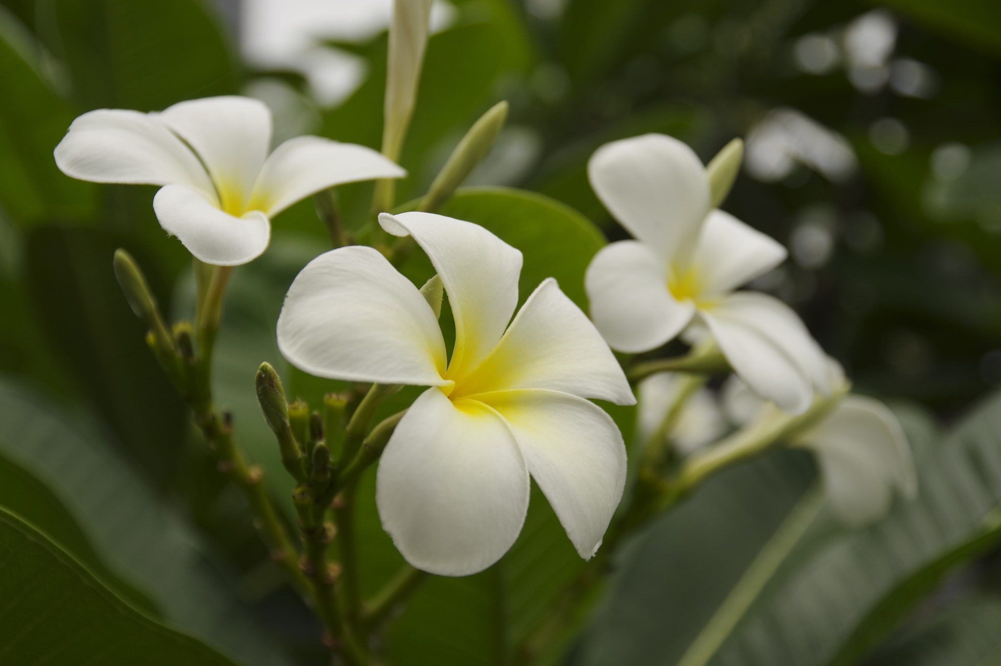 Pentax KP sample photo