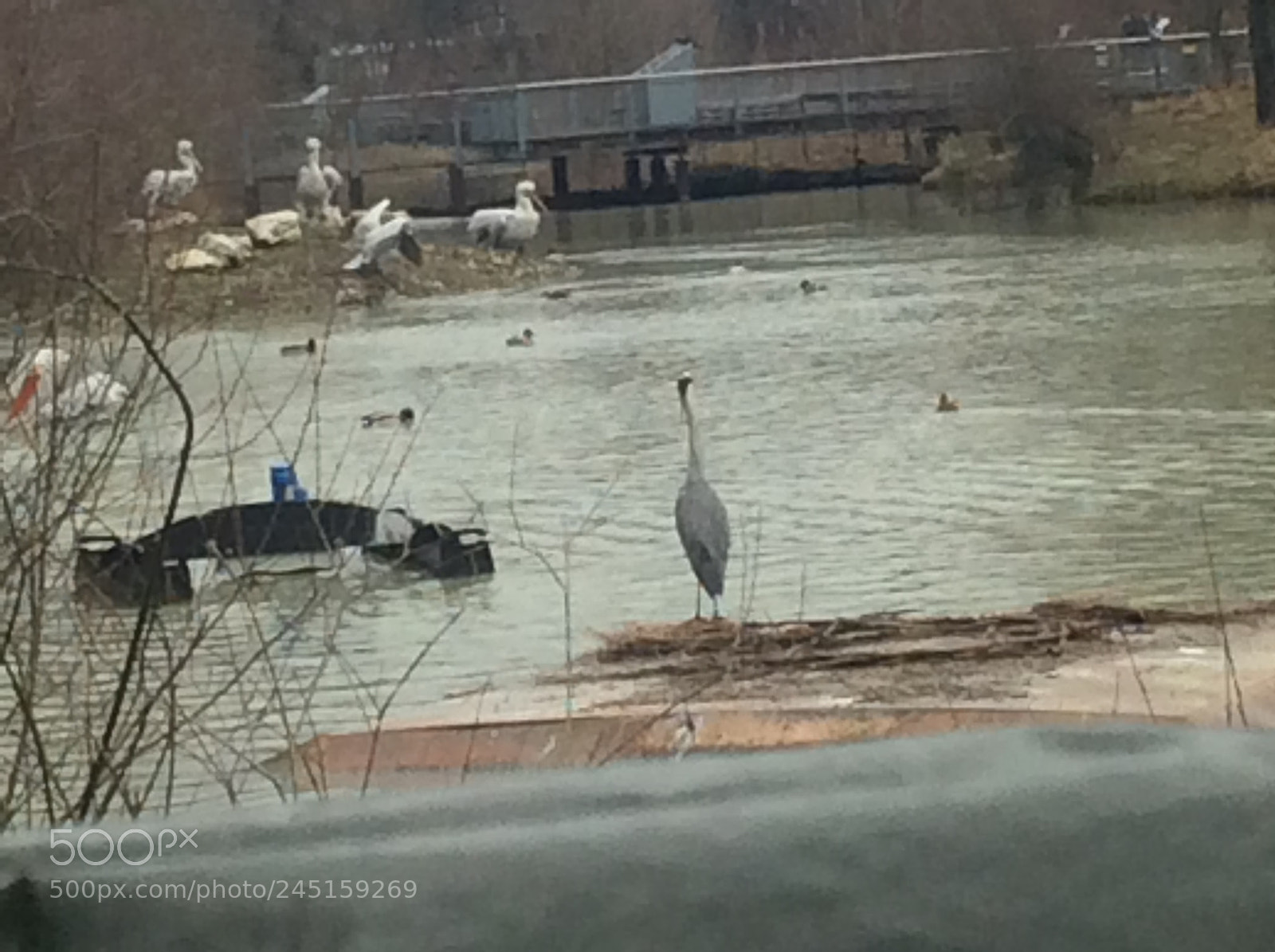 Apple iPad Air sample photo. Tierpark bern - berne photography