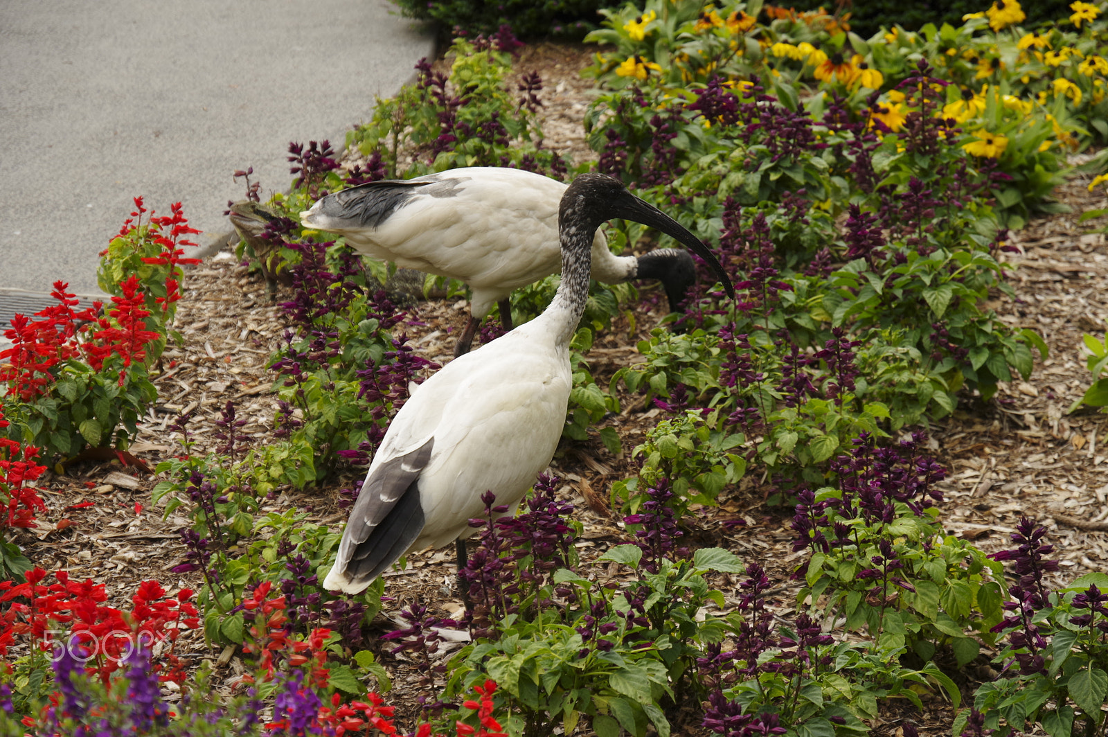 Pentax KP sample photo. Australian white ibis photography