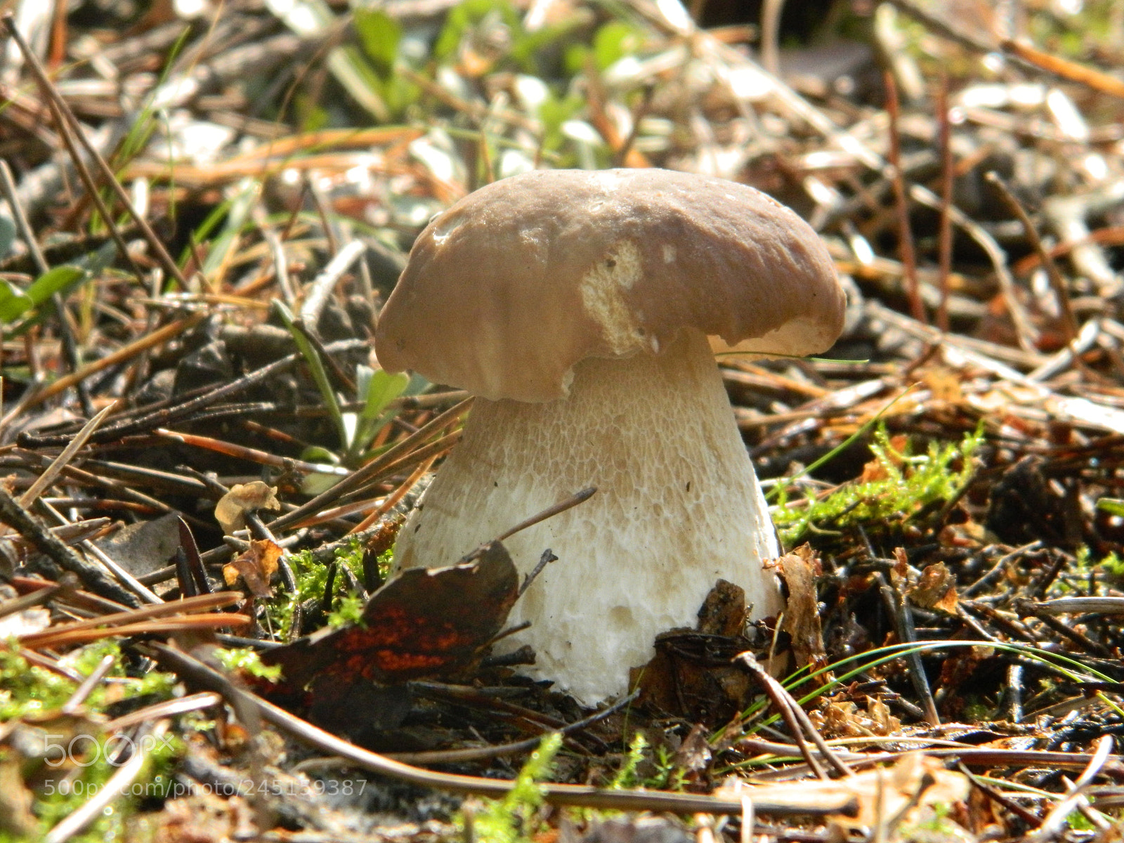 Nikon Coolpix L120 sample photo. Autumn boletus photography