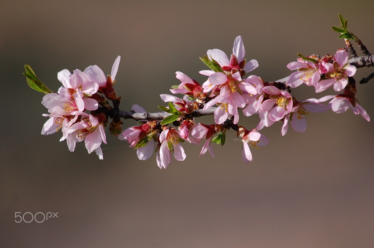 Nikon D40 sample photo. Sweet almond photography