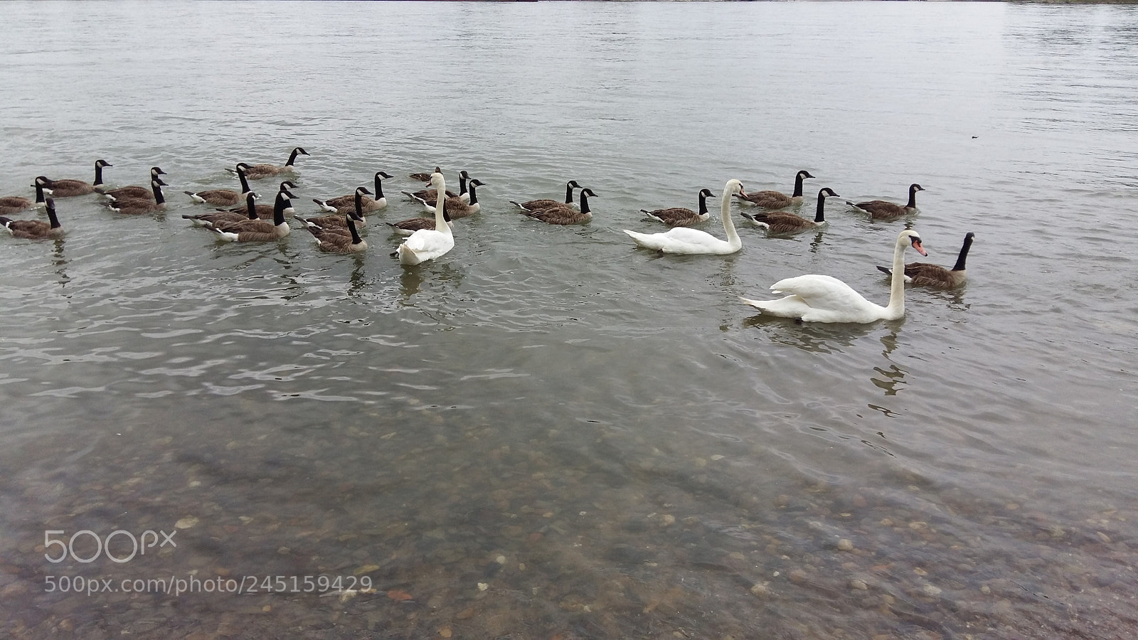 Samsung Galaxy A5 sample photo. Group of birds photography
