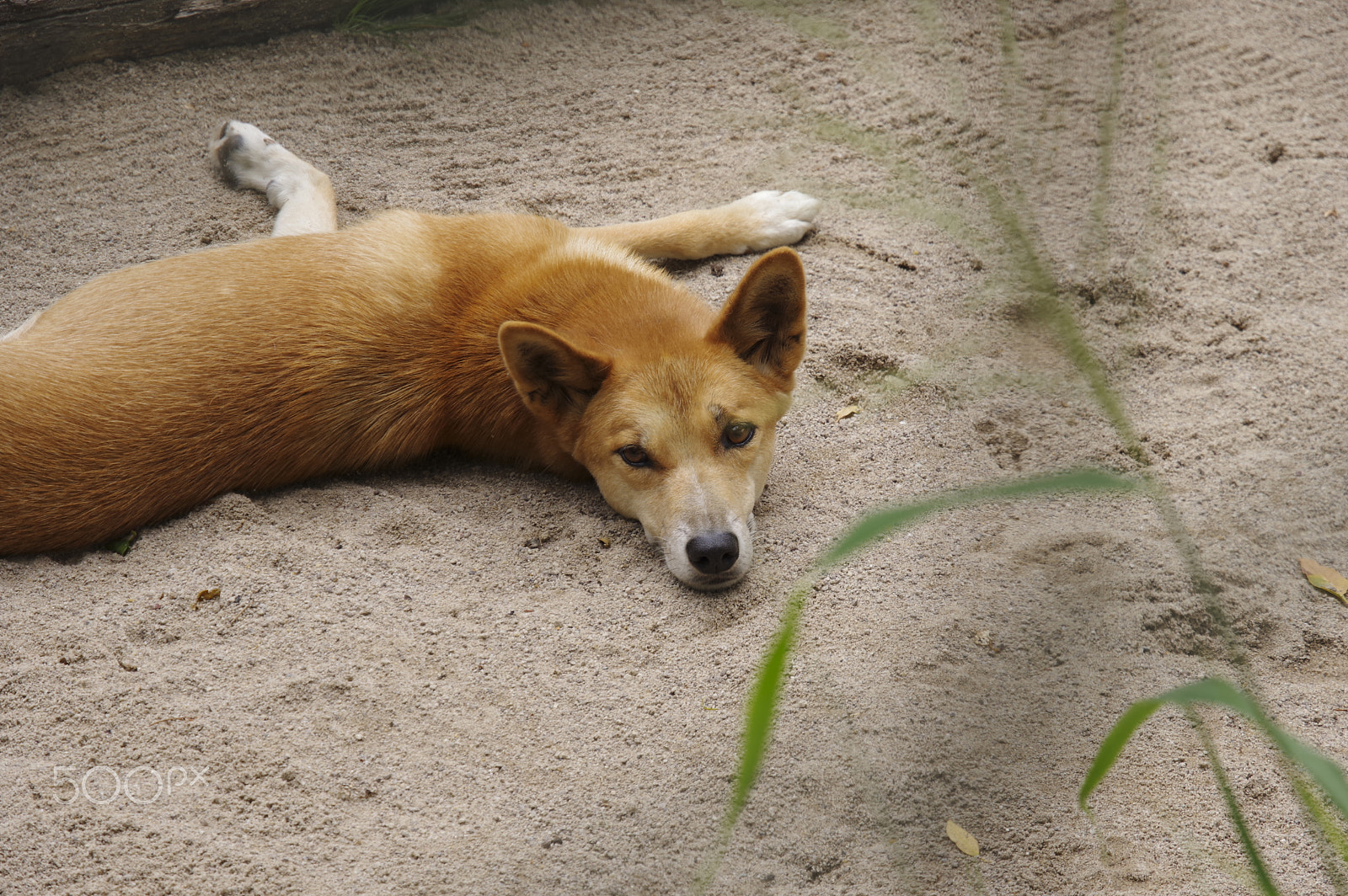 Pentax KP + HD Pentax DA 16-85mm F3.5-5.6 ED DC WR sample photo. Dingo photography