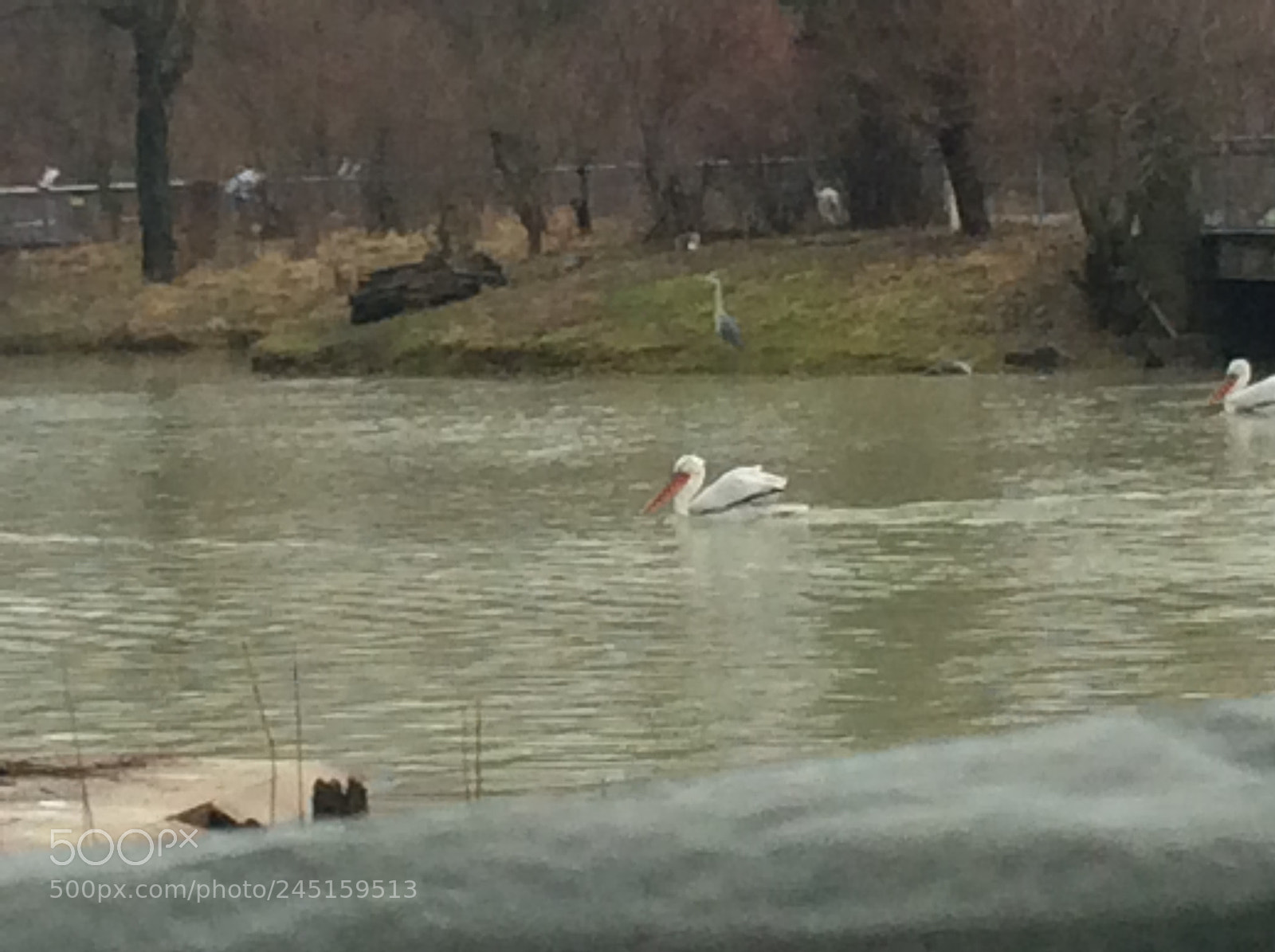 Apple iPad Air sample photo. Tierpark bern - berne photography