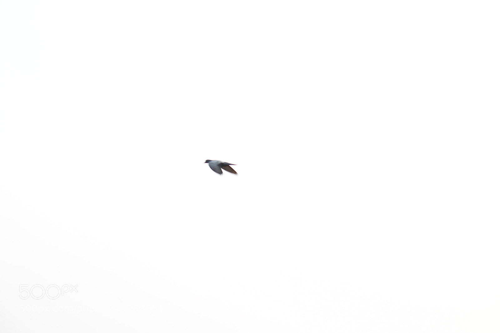 Canon EF-S 55-250mm F4-5.6 IS II sample photo. Bird flight photography