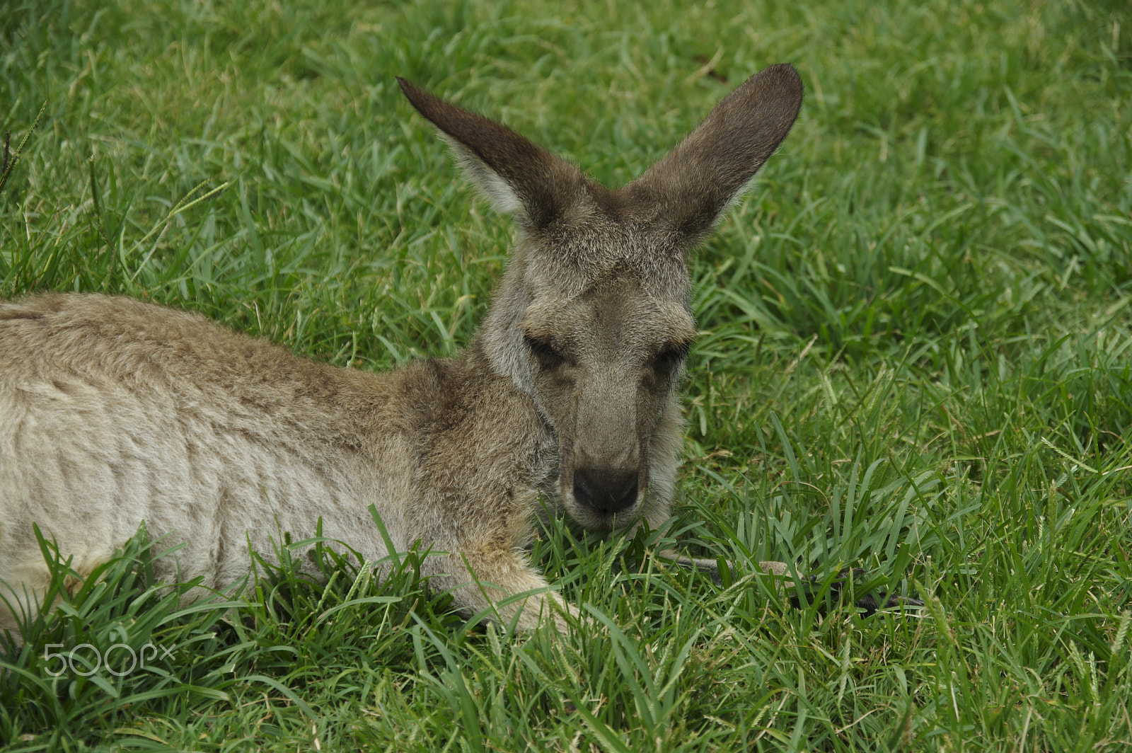 HD Pentax DA 16-85mm F3.5-5.6 ED DC WR sample photo. Kangaroo photography