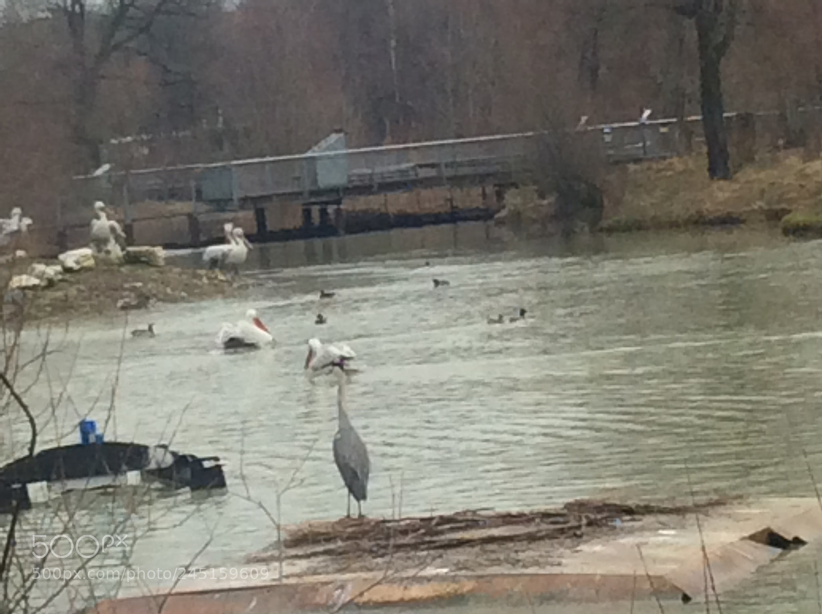 Apple iPad Air sample photo. Tierpark bern - berne photography