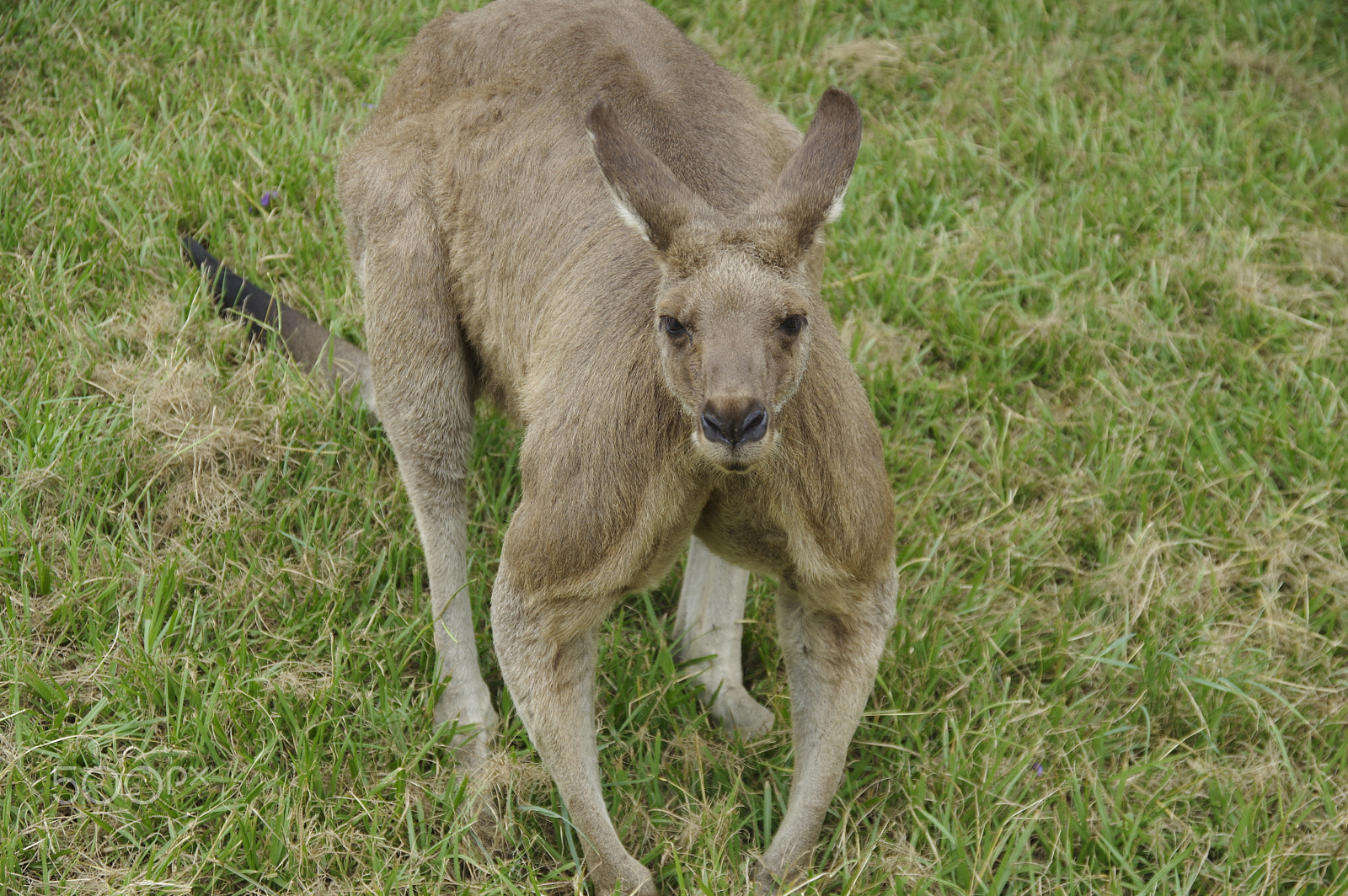 HD Pentax DA 16-85mm F3.5-5.6 ED DC WR sample photo. Kangaroo photography