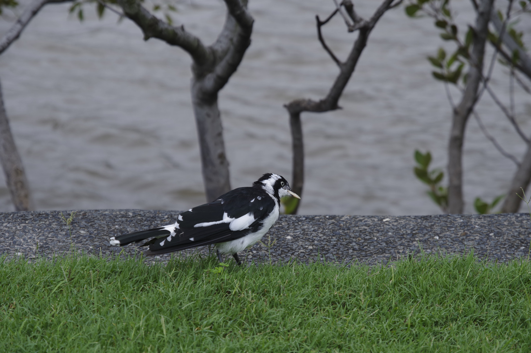 Pentax KP + HD Pentax DA 16-85mm F3.5-5.6 ED DC WR sample photo. Black-backed wagtail photography