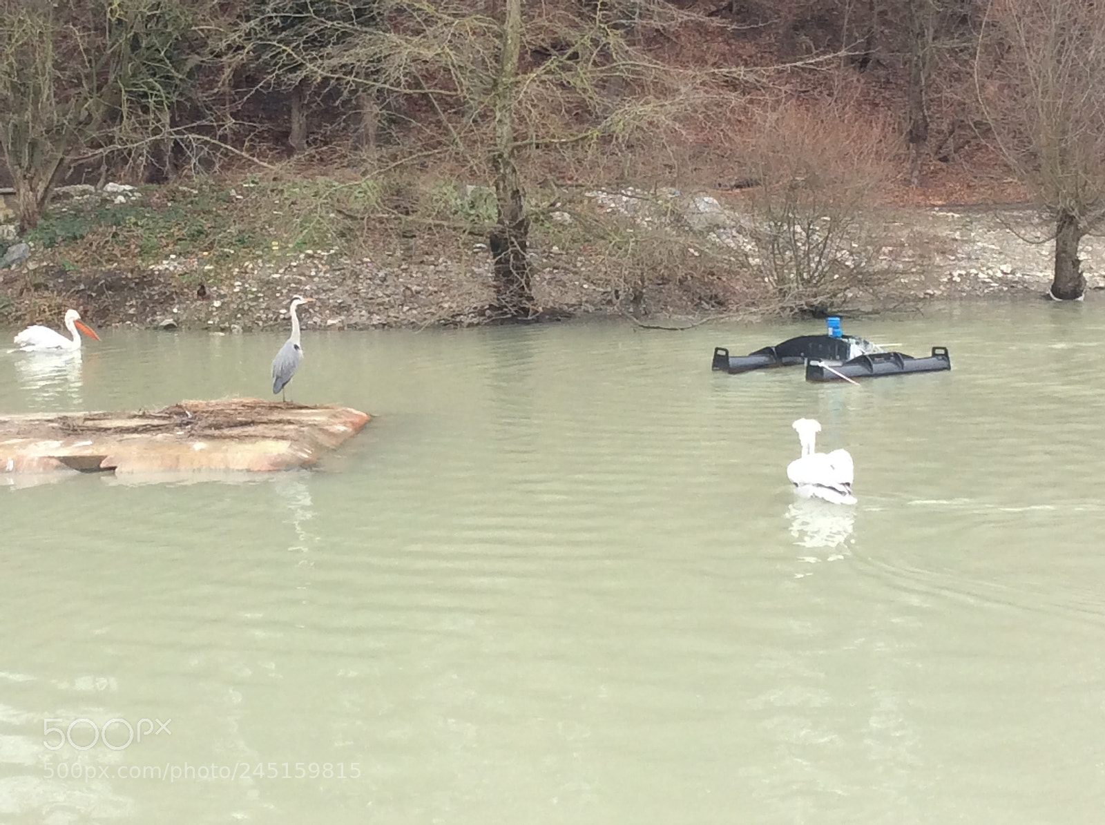 Apple iPad Air sample photo. Tierpark bern - berne photography