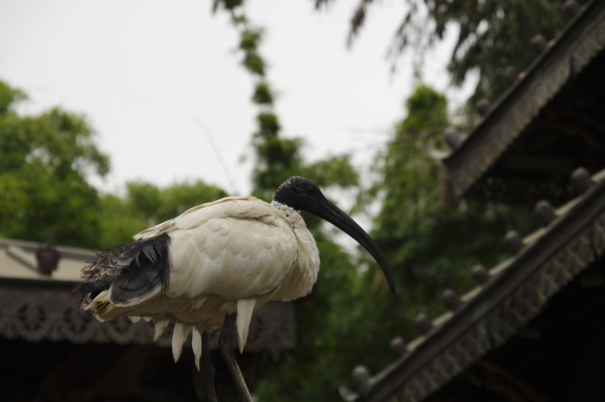 Pentax KP sample photo. Australian white ibis photography