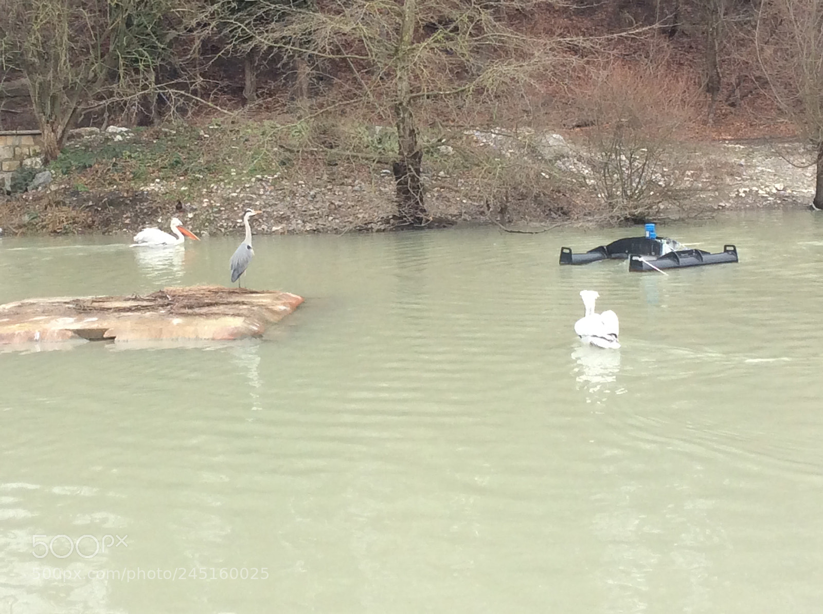 Apple iPad Air sample photo. Tierpark bern - berne photography