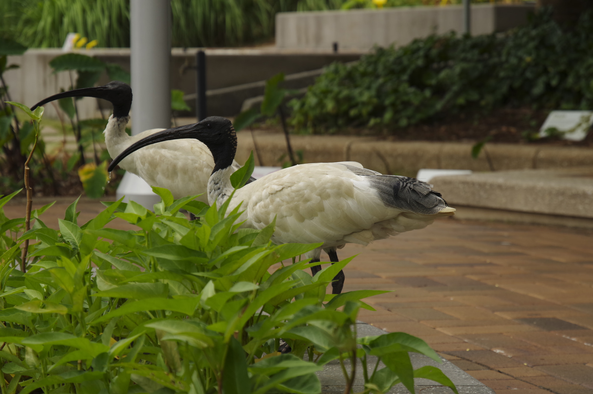 Pentax KP sample photo. Australian white ibis photography