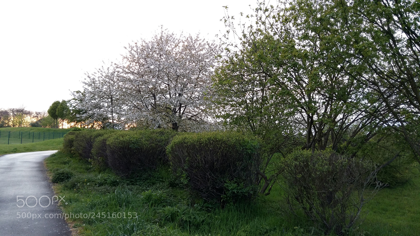 Samsung Galaxy A5 sample photo. After the rain photography
