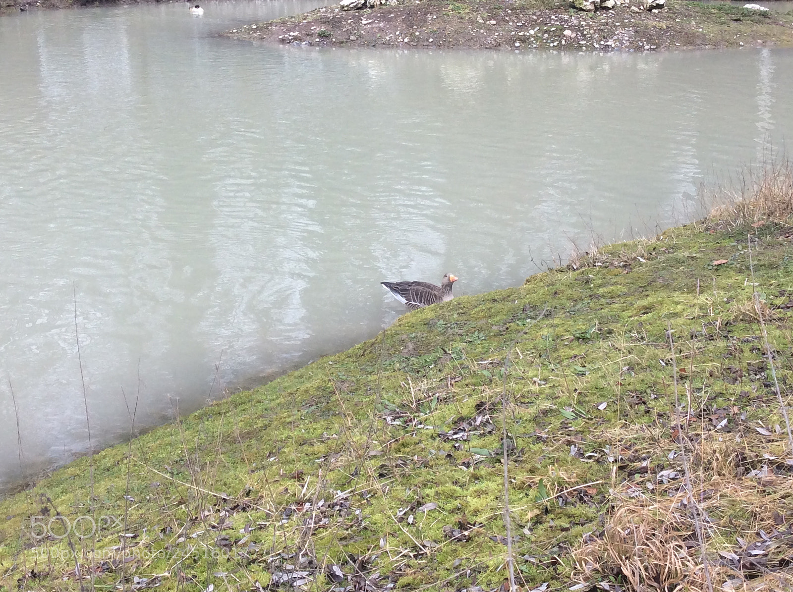 Apple iPad Air sample photo. Tierpark bern - berne photography