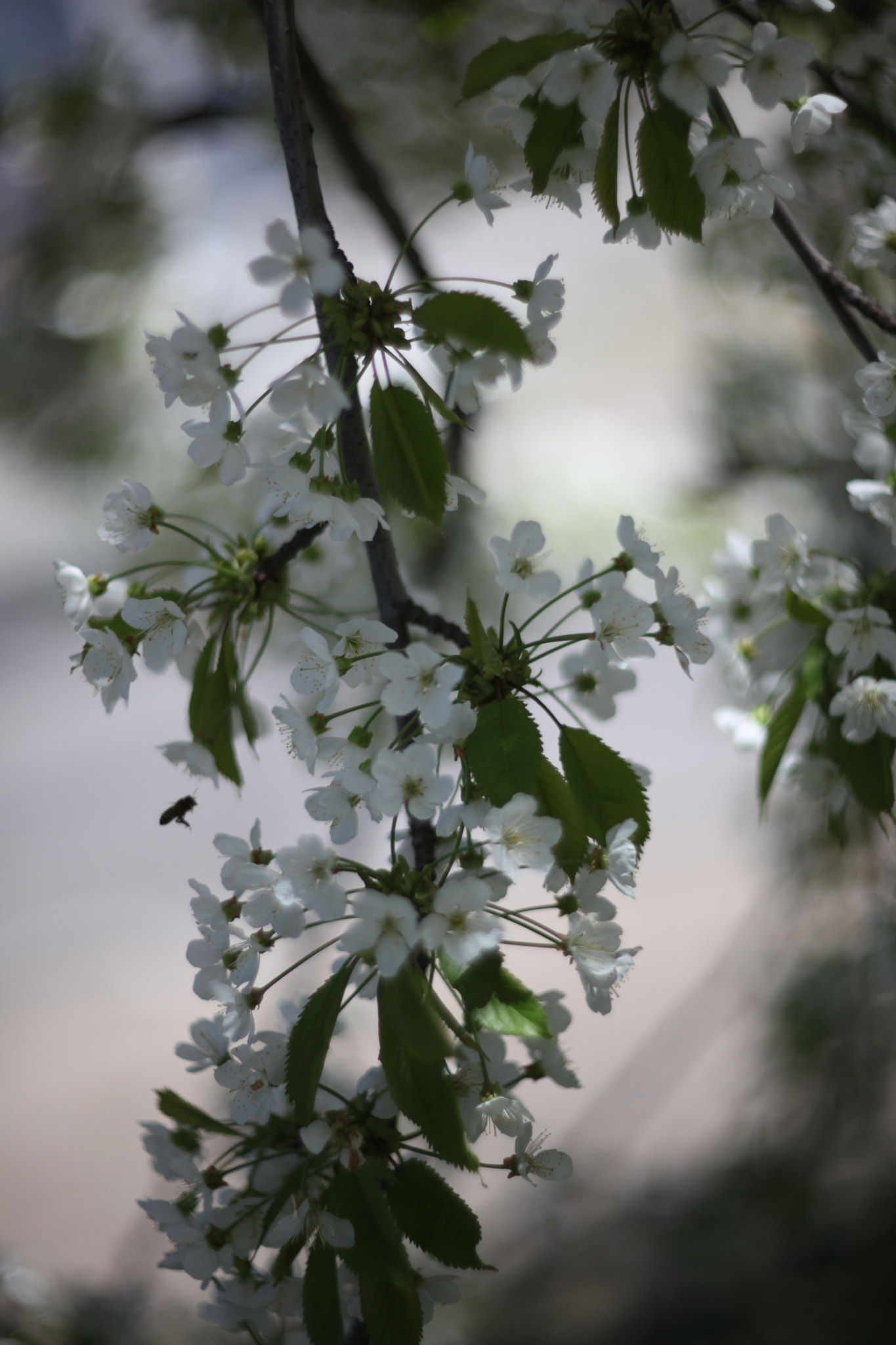Canon EF 35-80mm f/4-5.6 sample photo. Img photography
