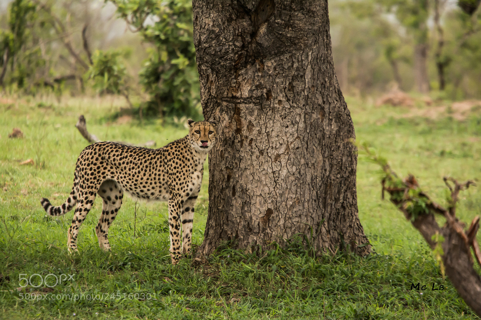 Nikon D7100 sample photo. Gu pard en balade photography