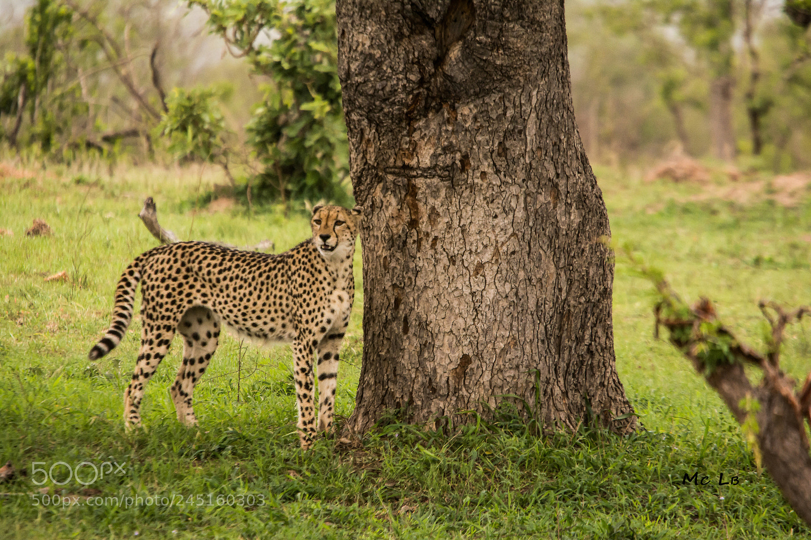 Nikon D7100 sample photo. Gu pard en balade photography